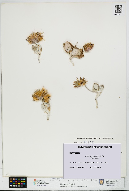 Urmenetea atacamensis [Espécimen: UDEC:CONC:0099242]