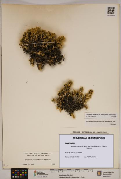 Azorella trisecta [Espécimen: ]
