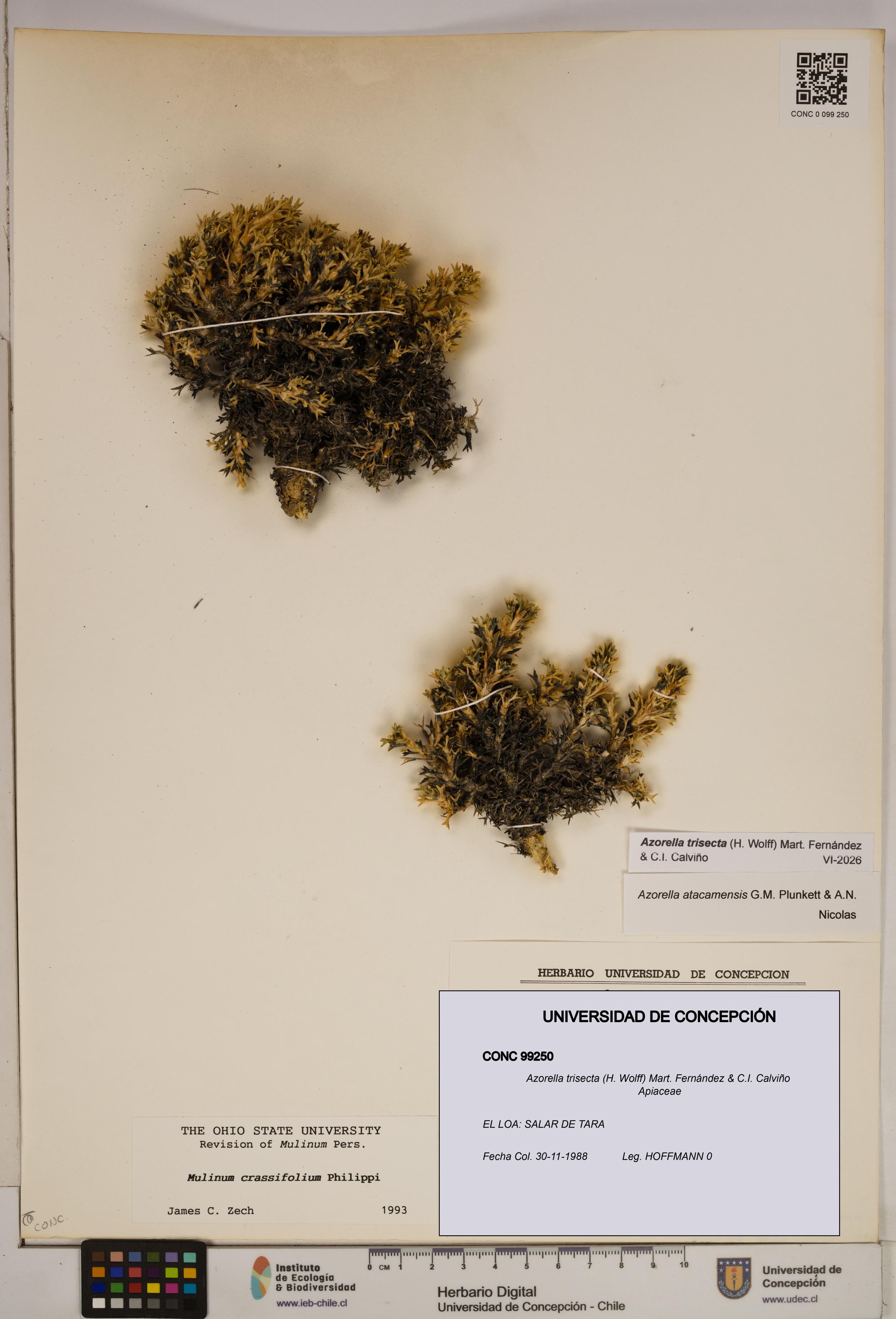 Azorella trisecta [Espécimen: ]