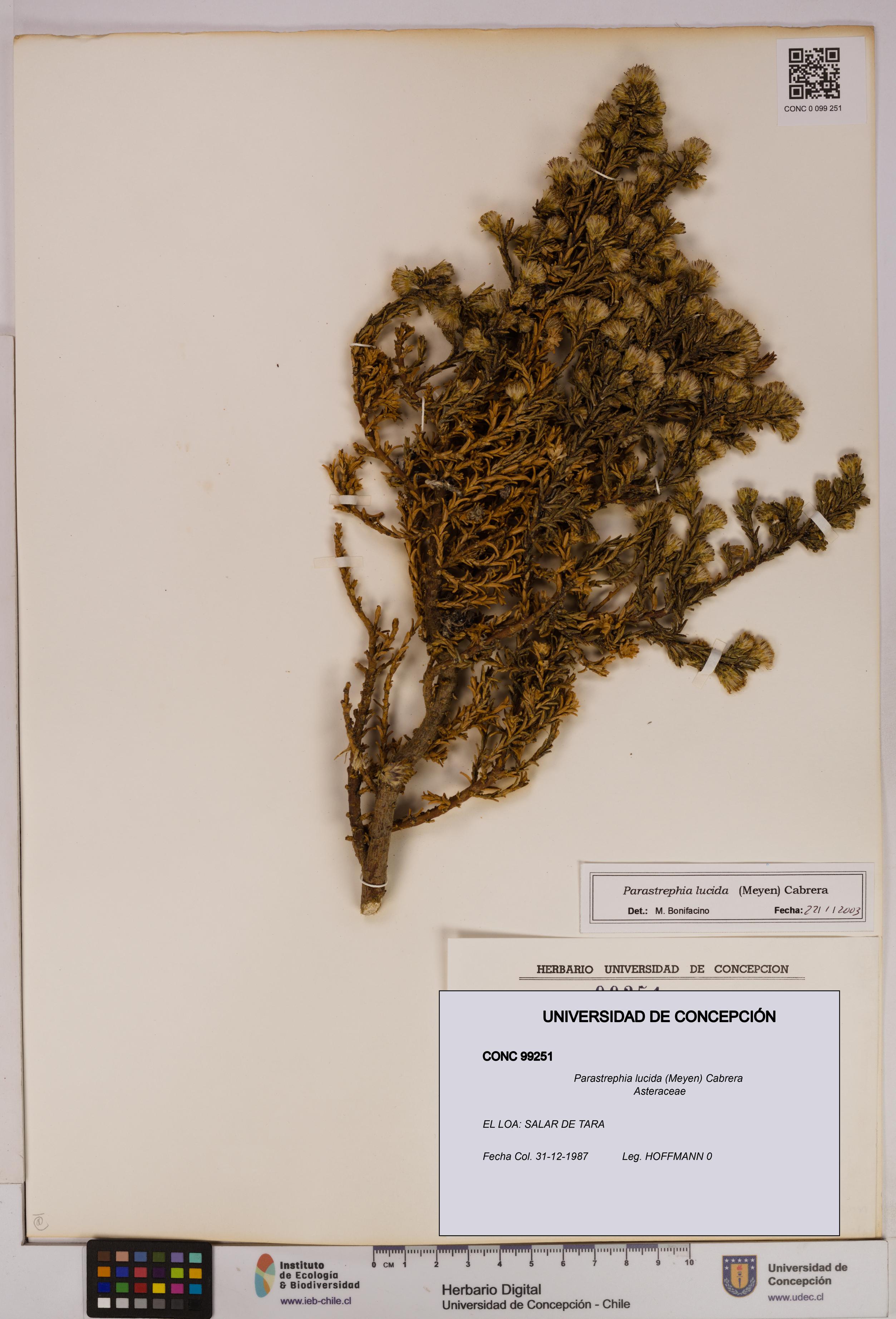 Parastrephia lucida [Espécimen: UDEC:CONC:0099251]