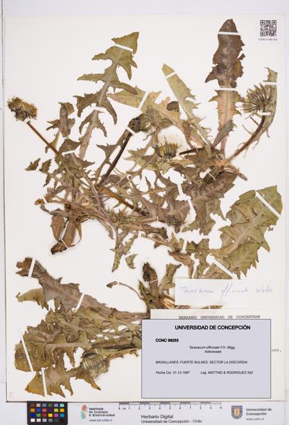 Taraxacum officinale [Espécimen: ]