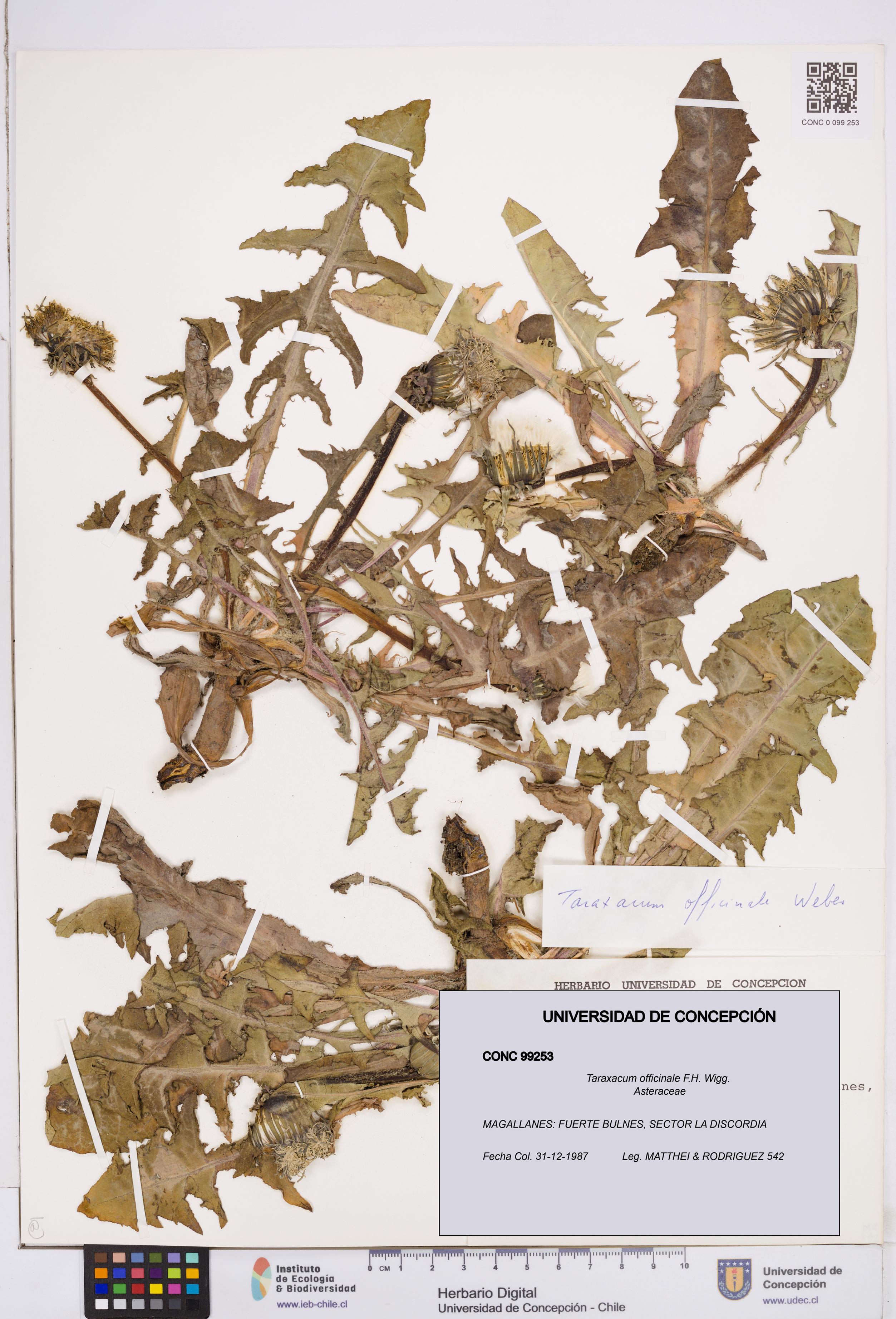 Taraxacum officinale [Espécimen: ]