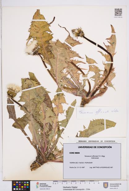 Taraxacum officinale [Espécimen: ]