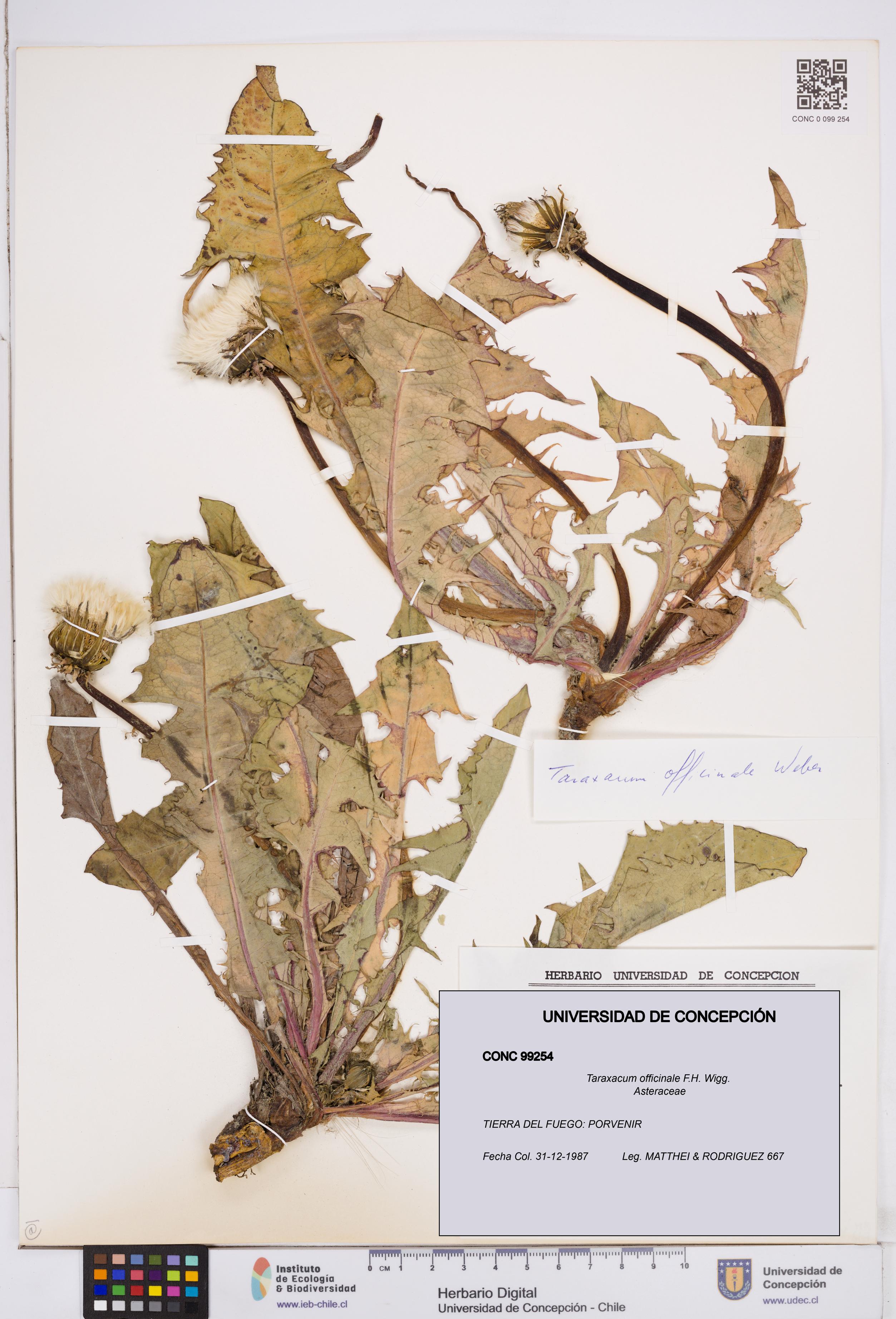 Taraxacum officinale [Espécimen: ]