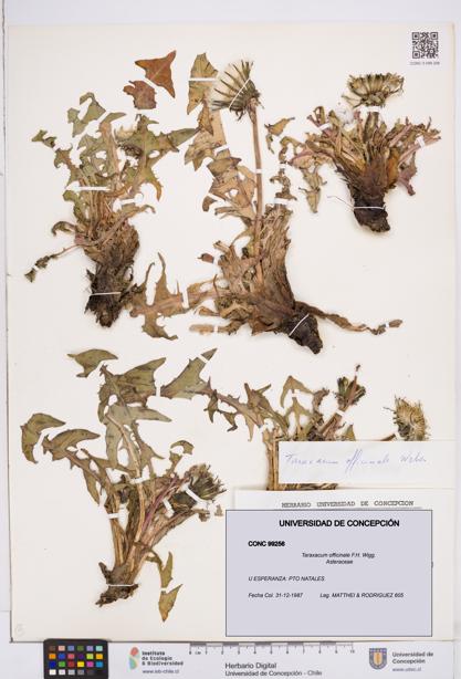 Taraxacum officinale [Espécimen: ]
