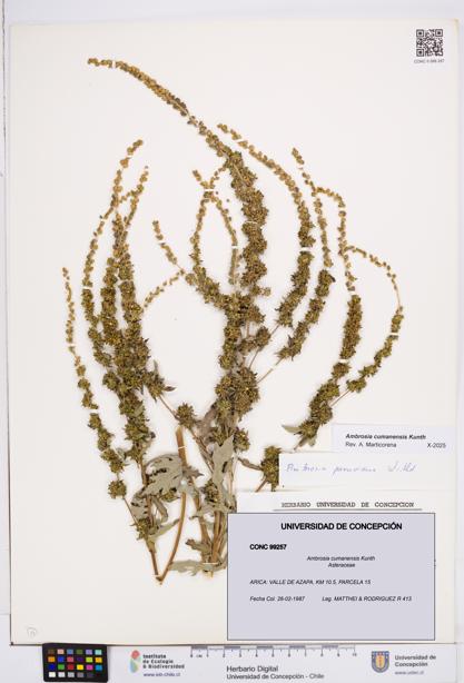 Ambrosia cumanensis [Espécimen: ]