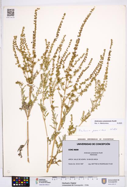 Ambrosia cumanensis [Espécimen: ]