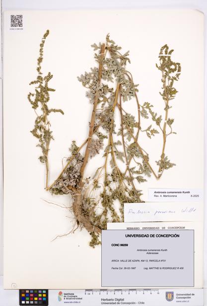 Ambrosia cumanensis [Espécimen: ]