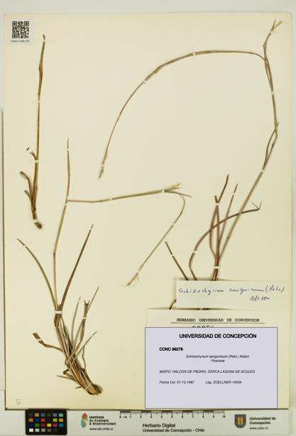 Schizachyrium sanguineum [Espécimen: UDEC:CONC:0099278]