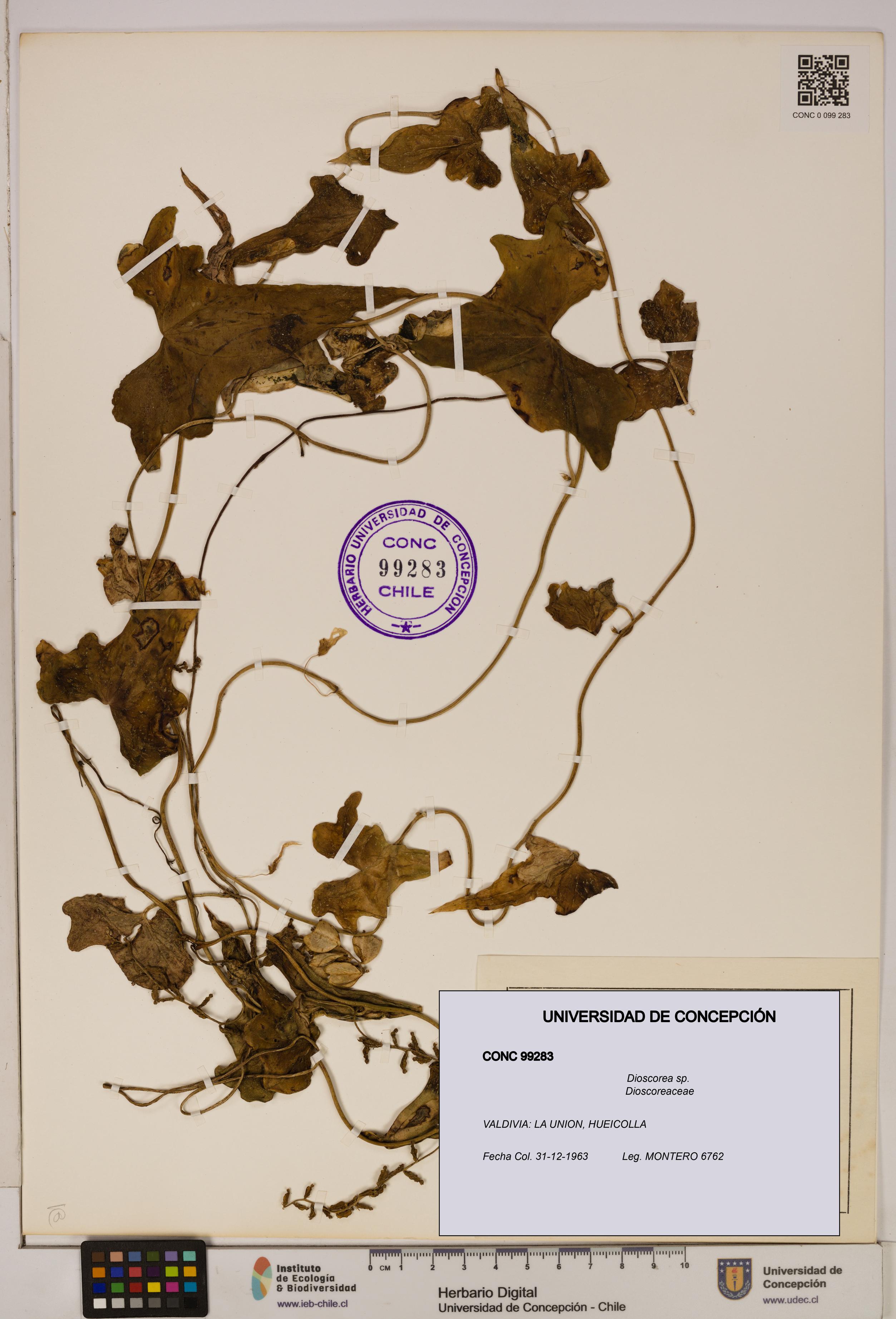 Dioscorea sp. [Espécimen: ]