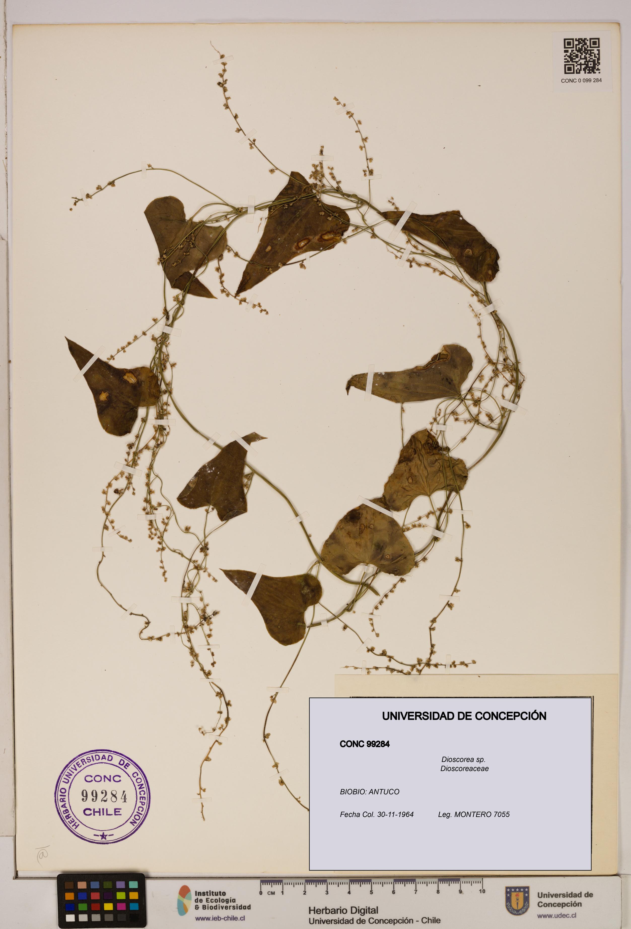 Dioscorea sp. [Espécimen: ]