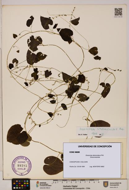 Dioscorea stenocolpus [Espécimen: ]