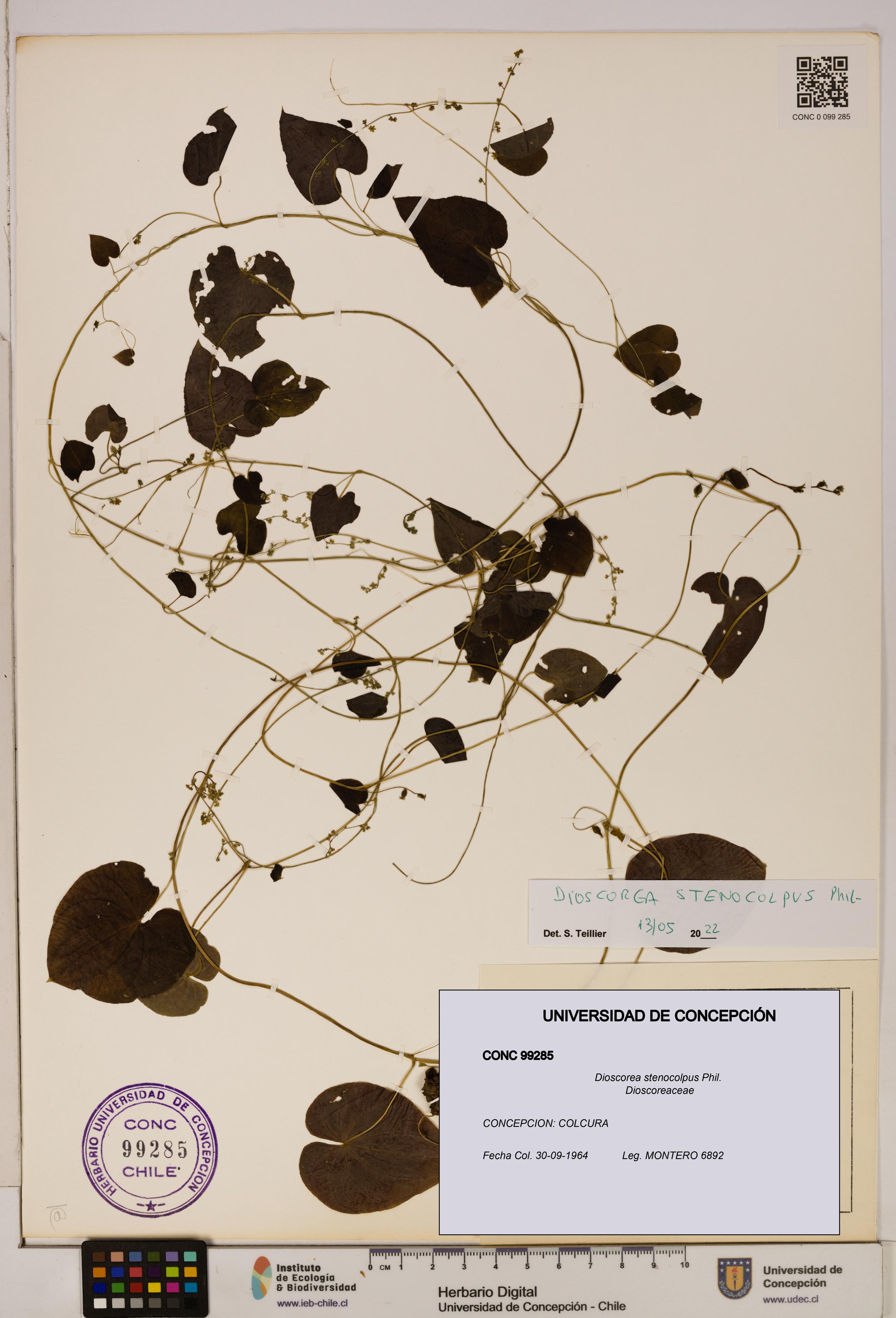 Dioscorea stenocolpus [Espécimen: ]