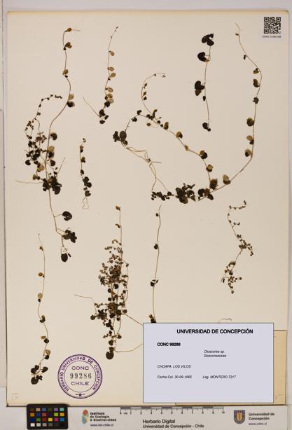 Dioscorea sp. [Espécimen: ]
