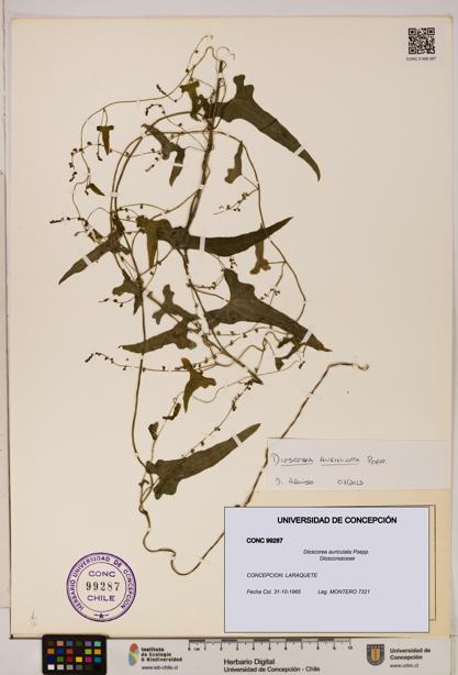 Dioscorea auriculata [Espécimen: ]
