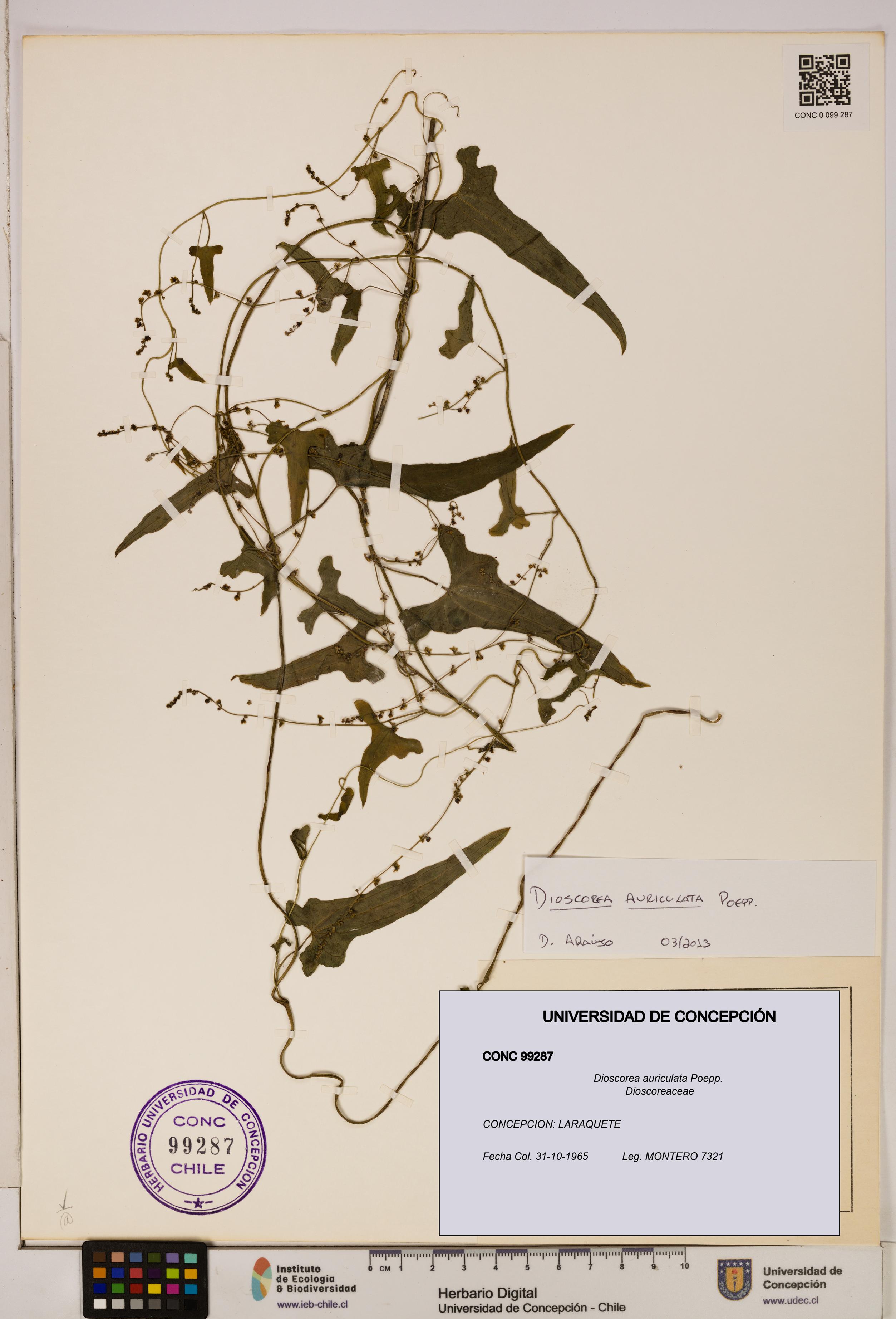 Dioscorea auriculata [Espécimen: ]