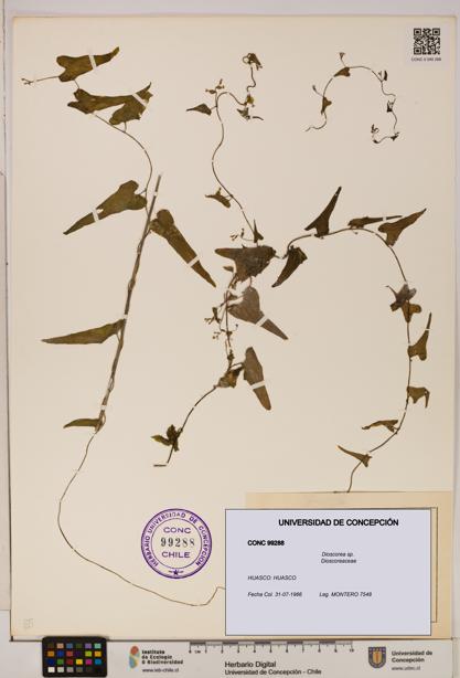 Dioscorea sp. [Espécimen: ]