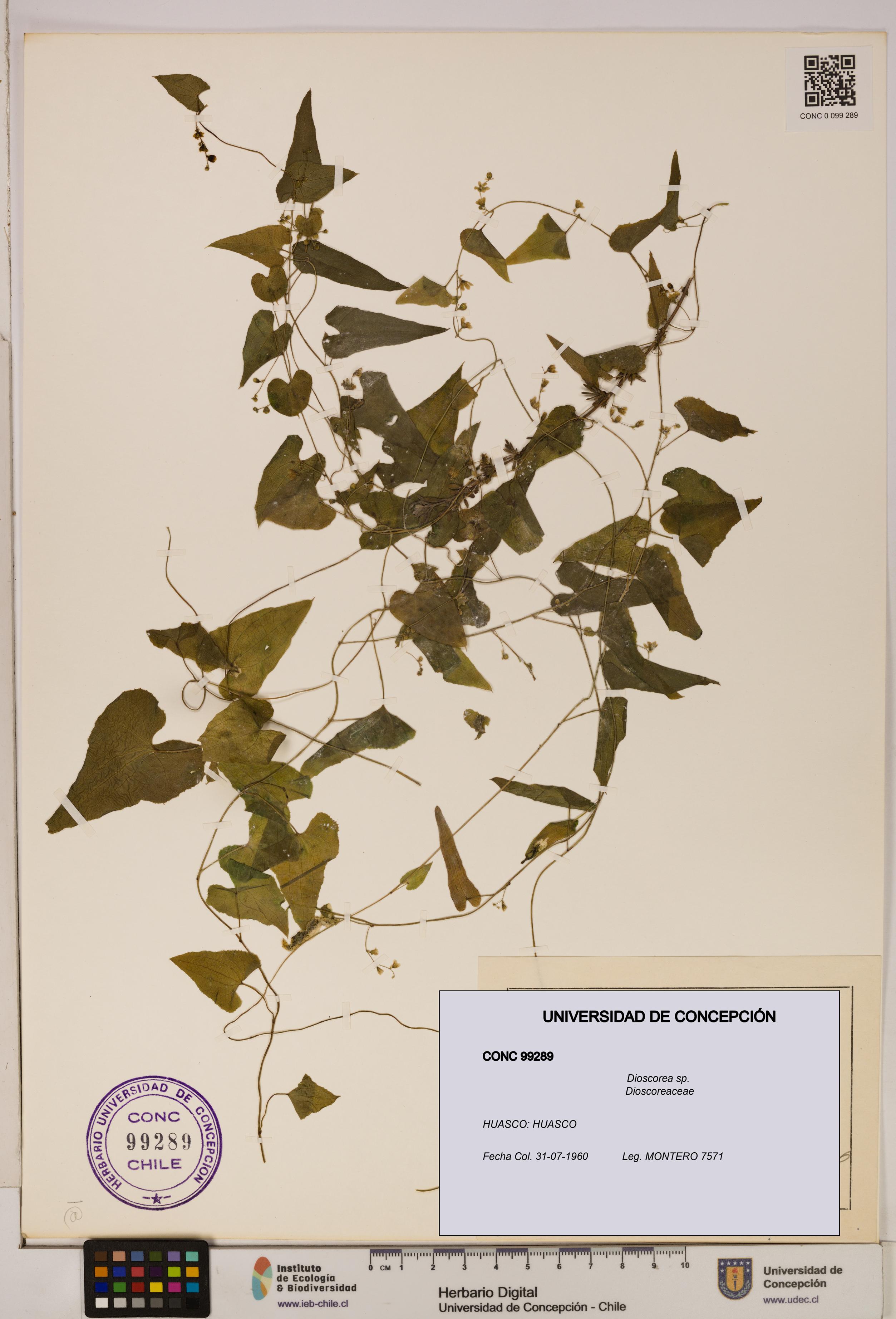 Dioscorea sp. [Espécimen: ]