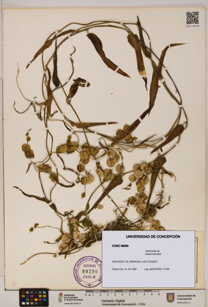 Dioscorea sp. [Espécimen: ]