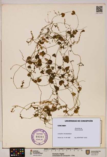 Dioscorea sp. [Espécimen: ]
