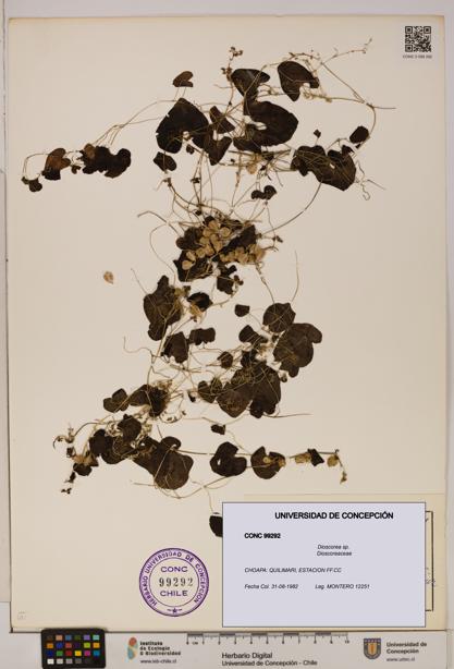 Dioscorea sp. [Espécimen: ]