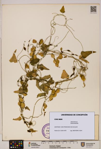 Dioscorea sp. [Espécimen: ]