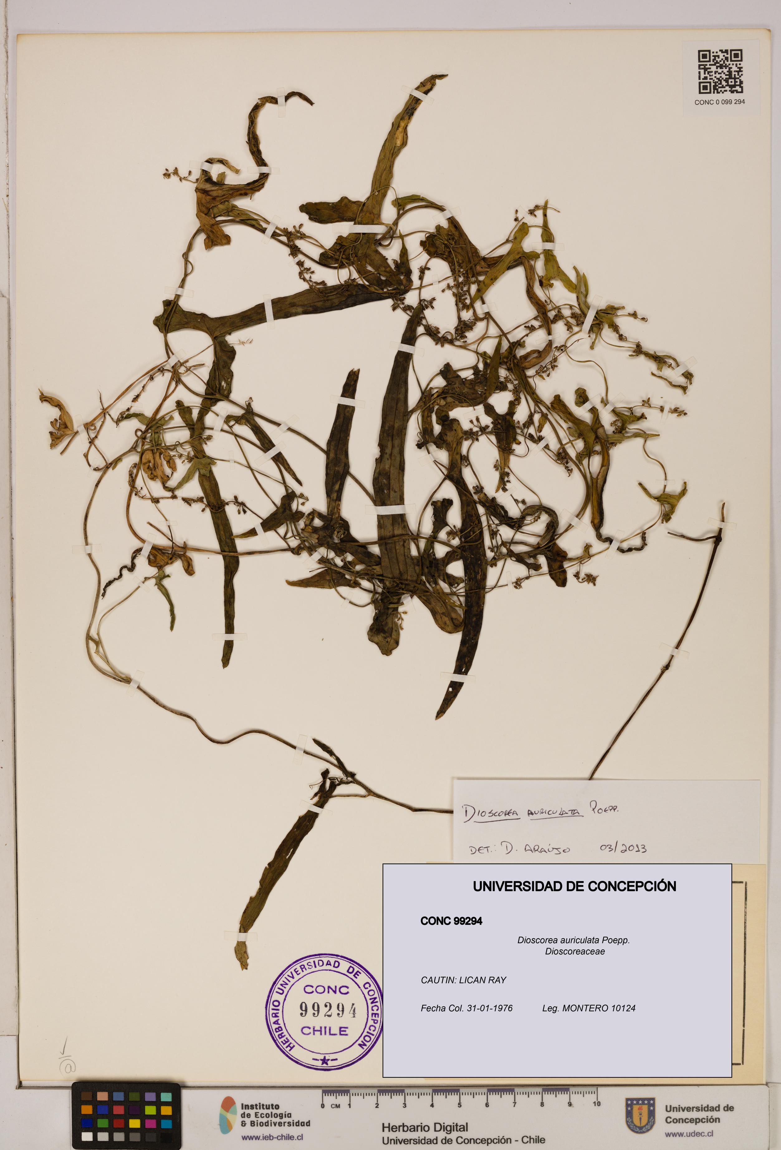 Dioscorea auriculata [Espécimen: ]