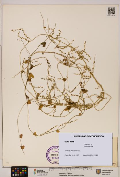 Dioscorea sp. [Espécimen: ]