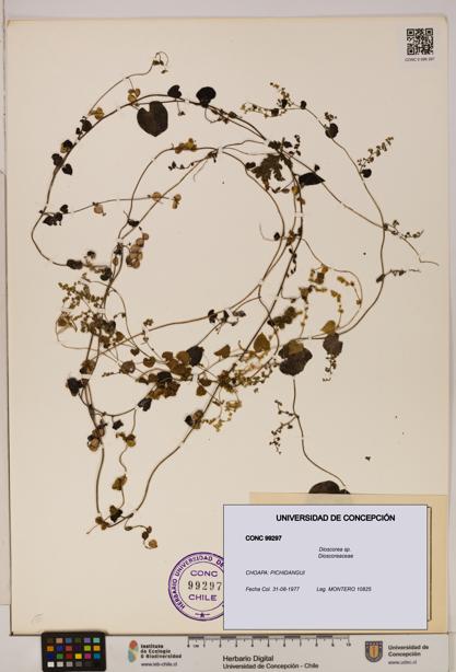 Dioscorea sp. [Espécimen: ]