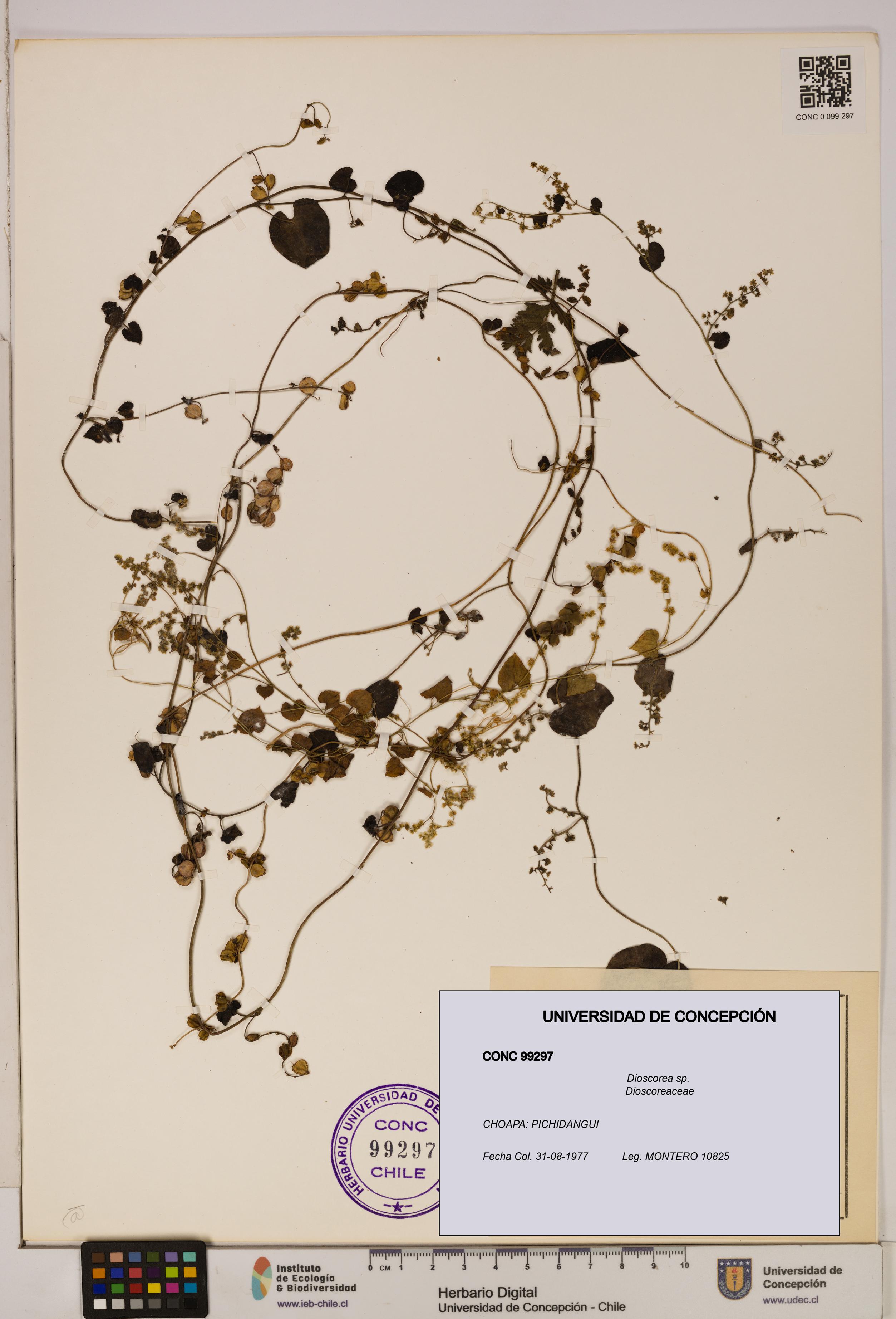 Dioscorea sp. [Espécimen: ]