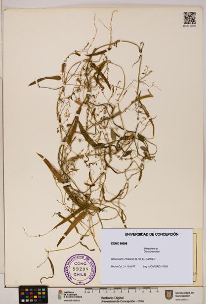 Dioscorea sp. [Espécimen: ]