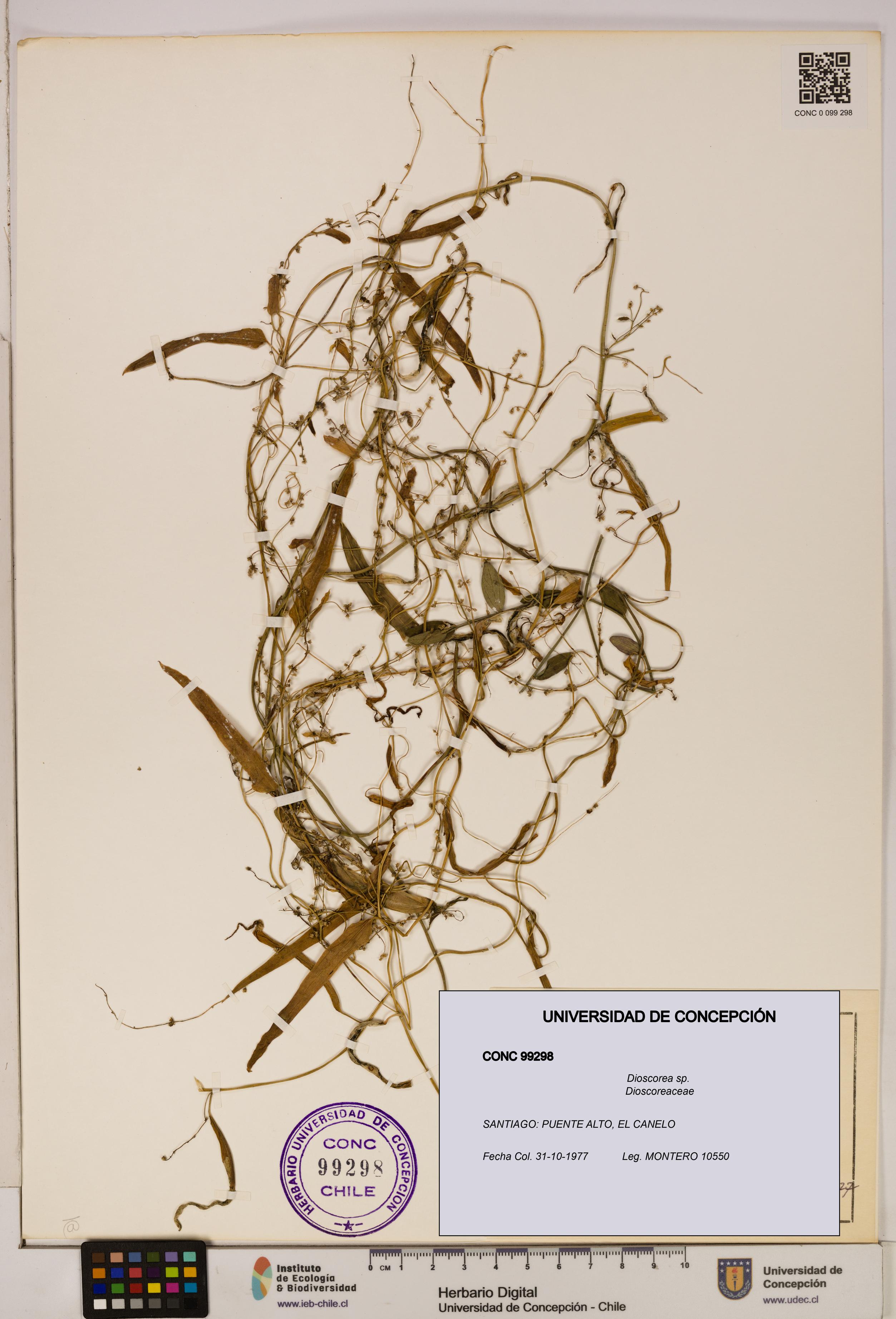 Dioscorea sp. [Espécimen: ]