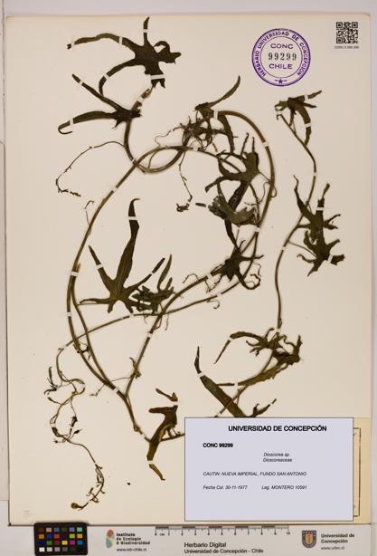 Dioscorea sp. [Espécimen: ]