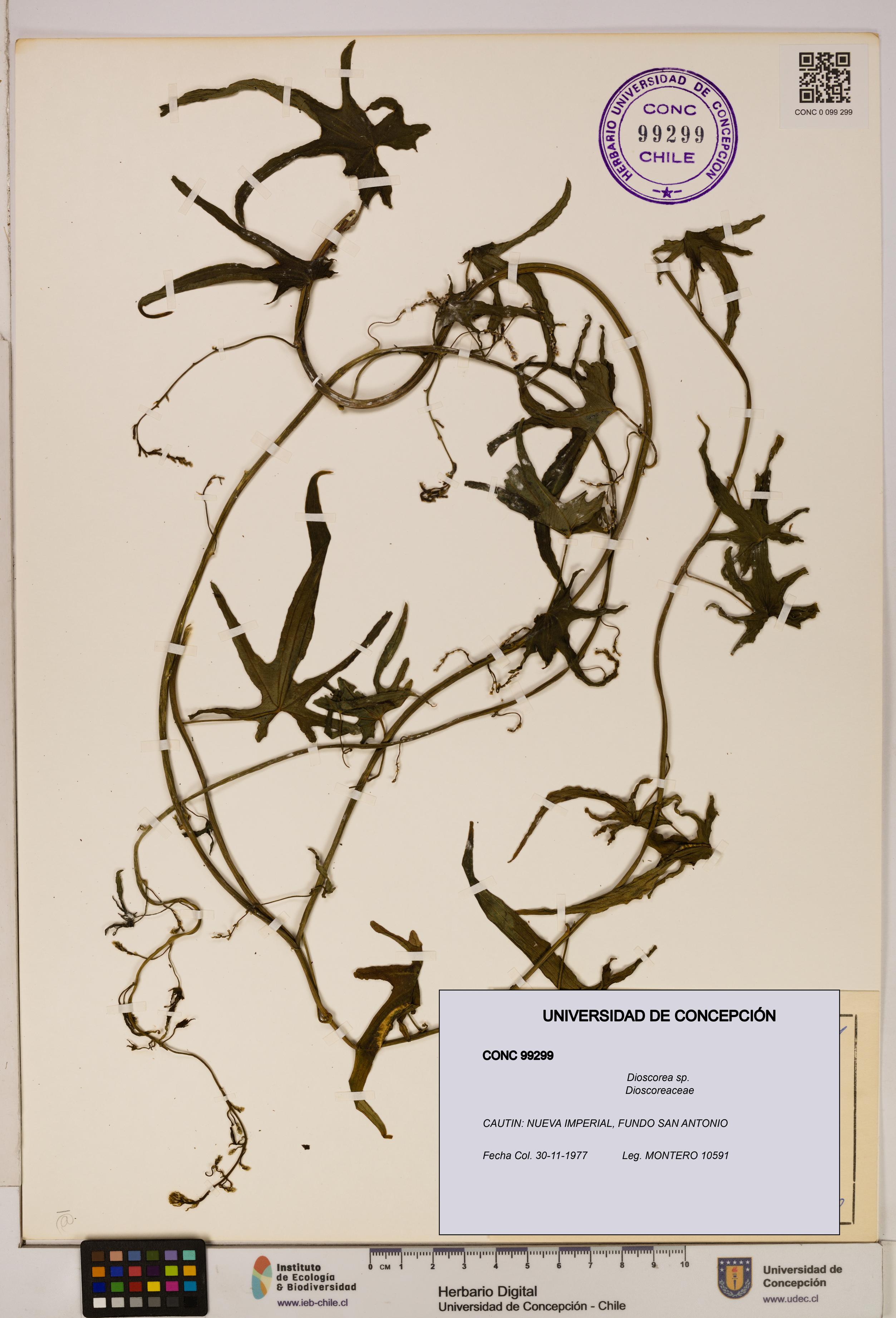 Dioscorea sp. [Espécimen: ]