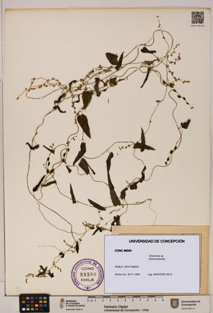 Dioscorea sp. [Espécimen: ]
