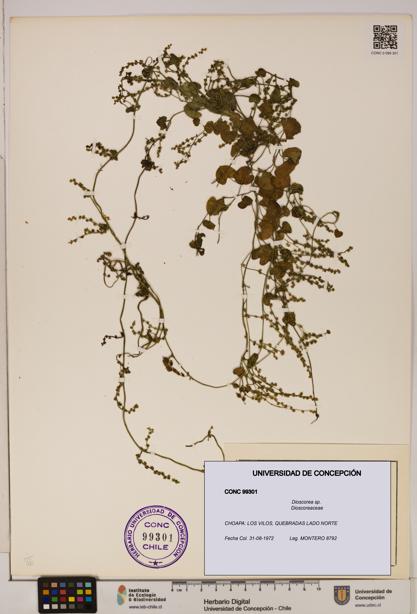 Dioscorea sp. [Espécimen: ]