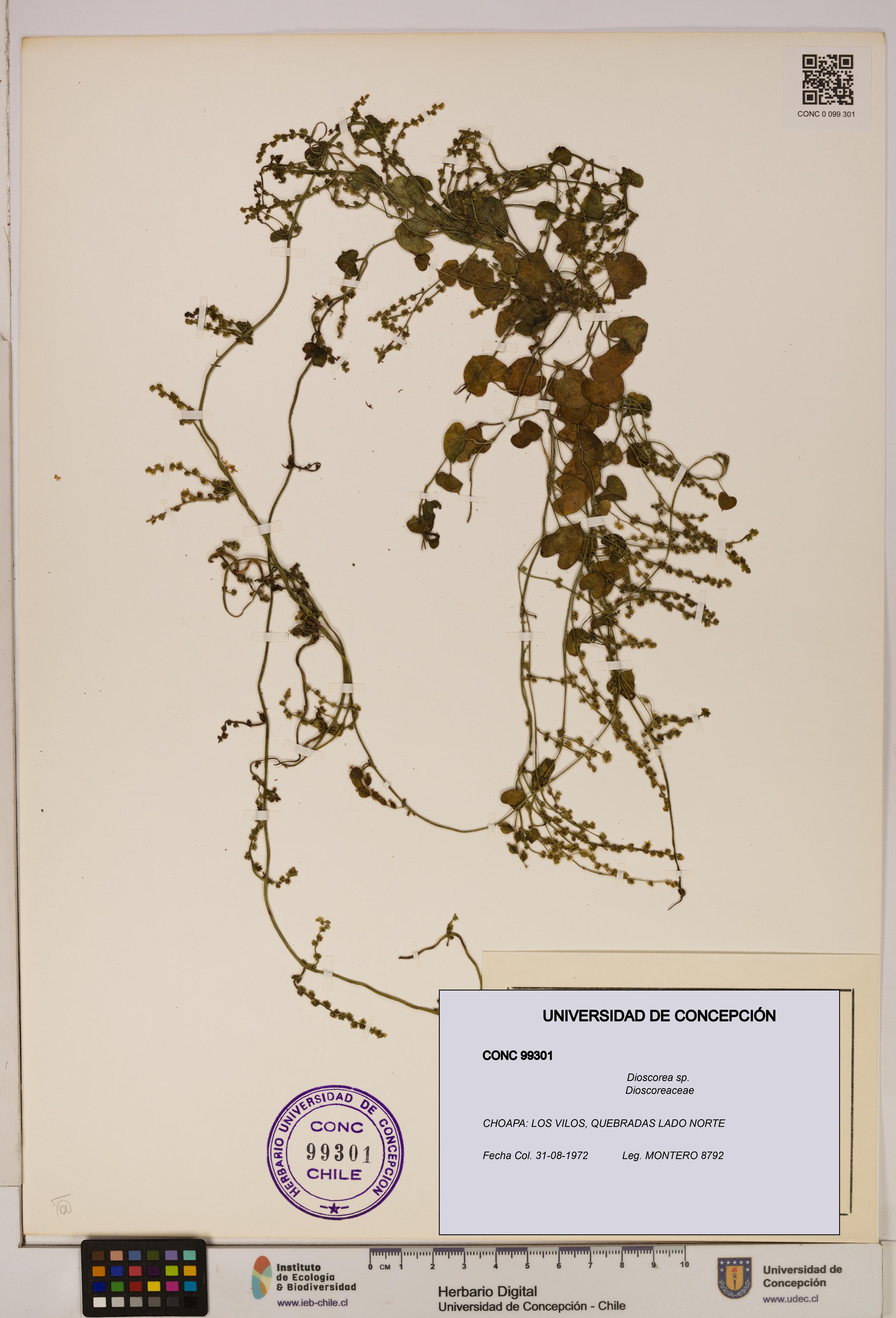 Dioscorea sp. [Espécimen: ]