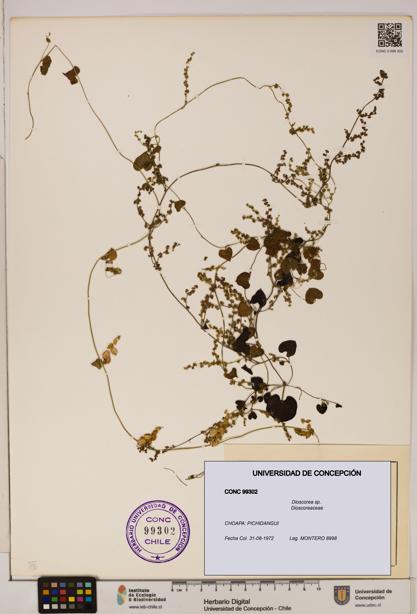 Dioscorea sp. [Espécimen: ]