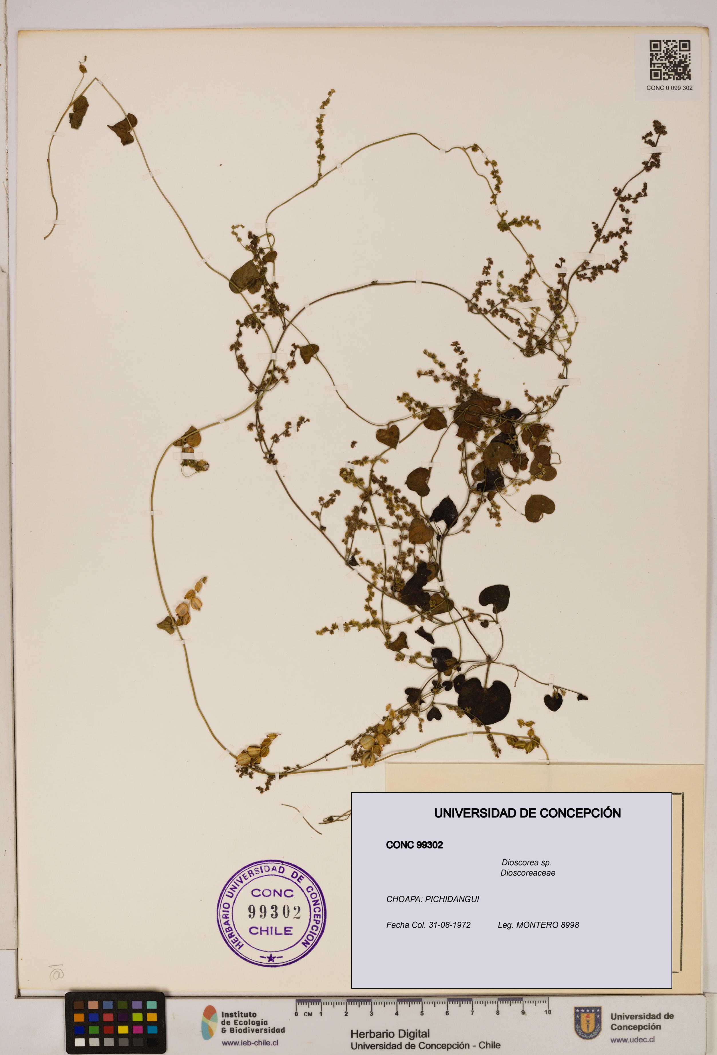 Dioscorea sp. [Espécimen: ]