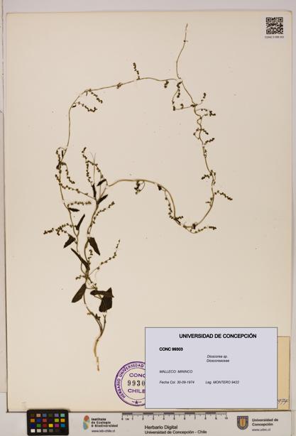 Dioscorea sp. [Espécimen: ]