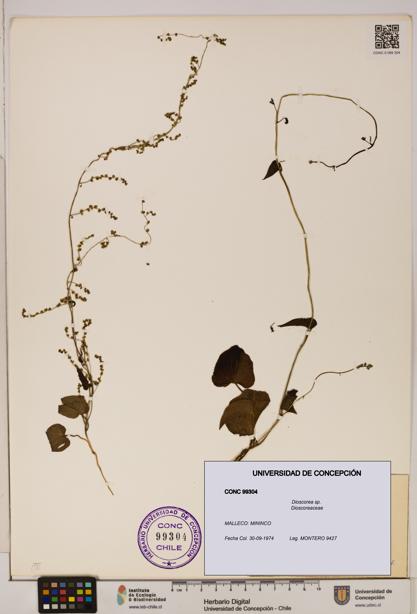 Dioscorea sp. [Espécimen: ]