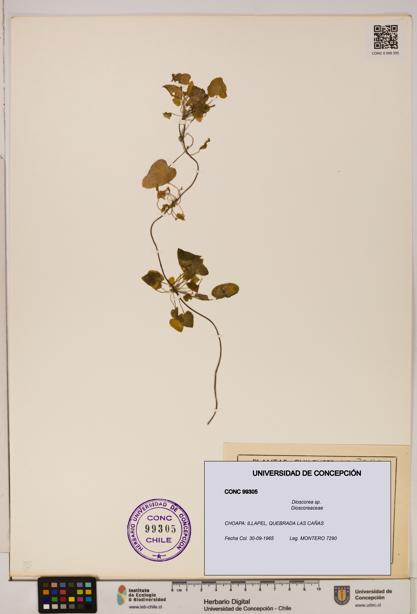 Dioscorea sp. [Espécimen: ]