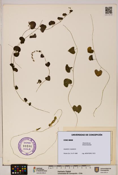Dioscorea sp. [Espécimen: ]