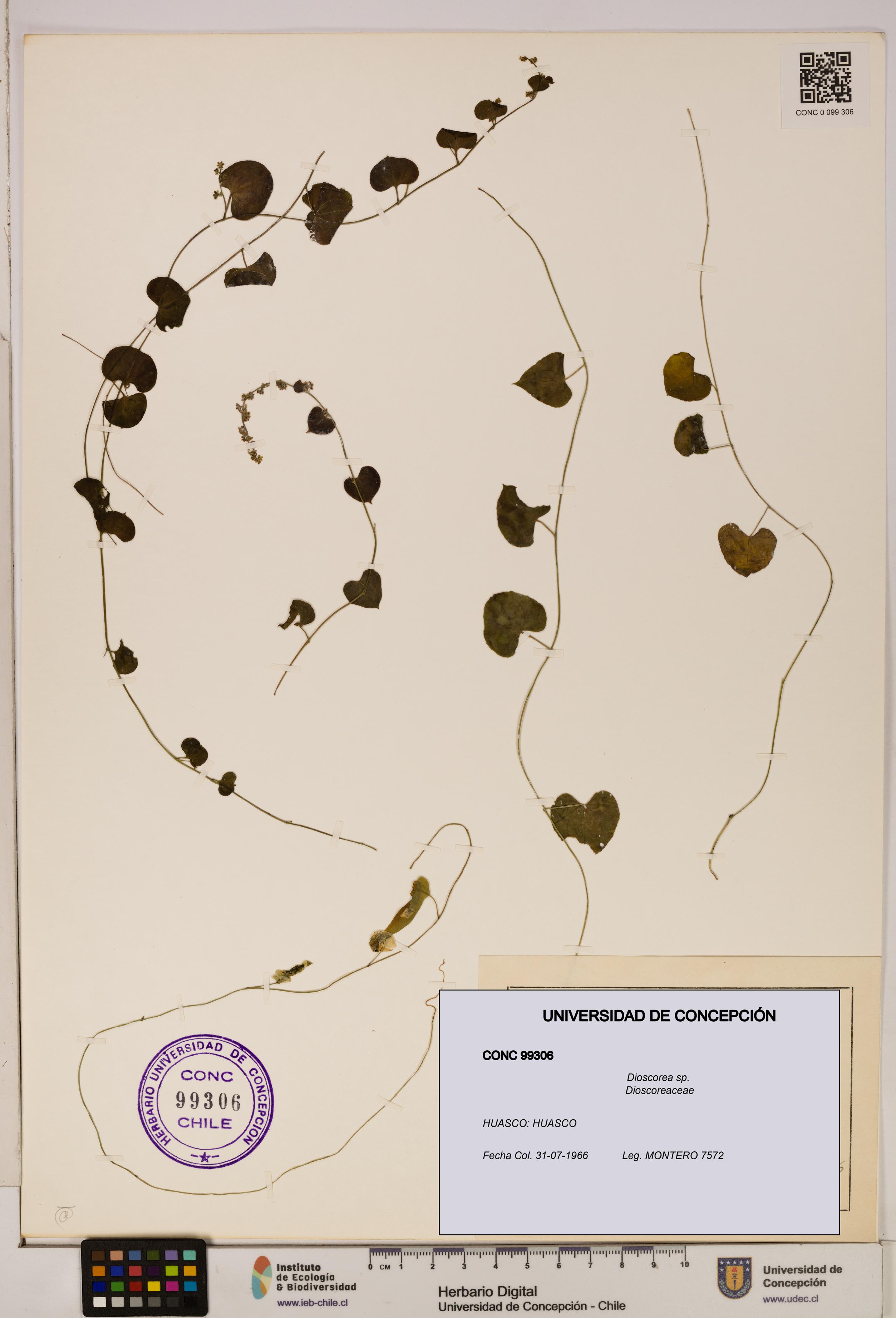 Dioscorea sp. [Espécimen: ]