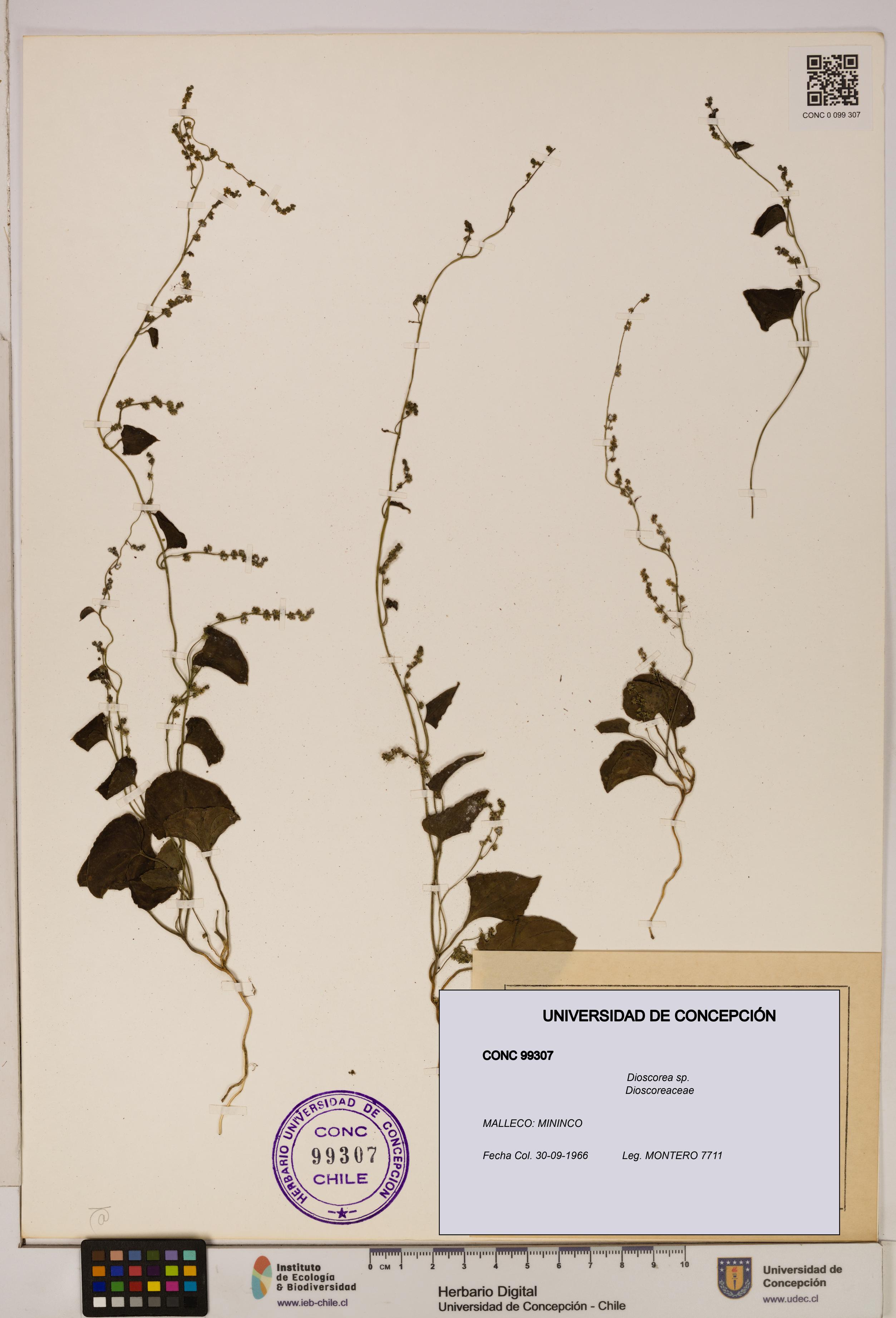 Dioscorea sp. [Espécimen: ]