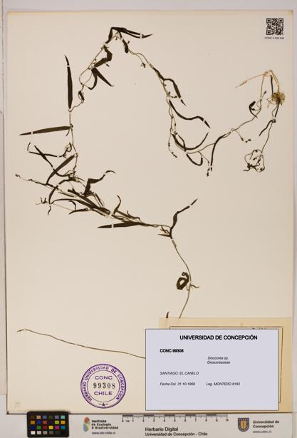 Dioscorea sp. [Espécimen: ]