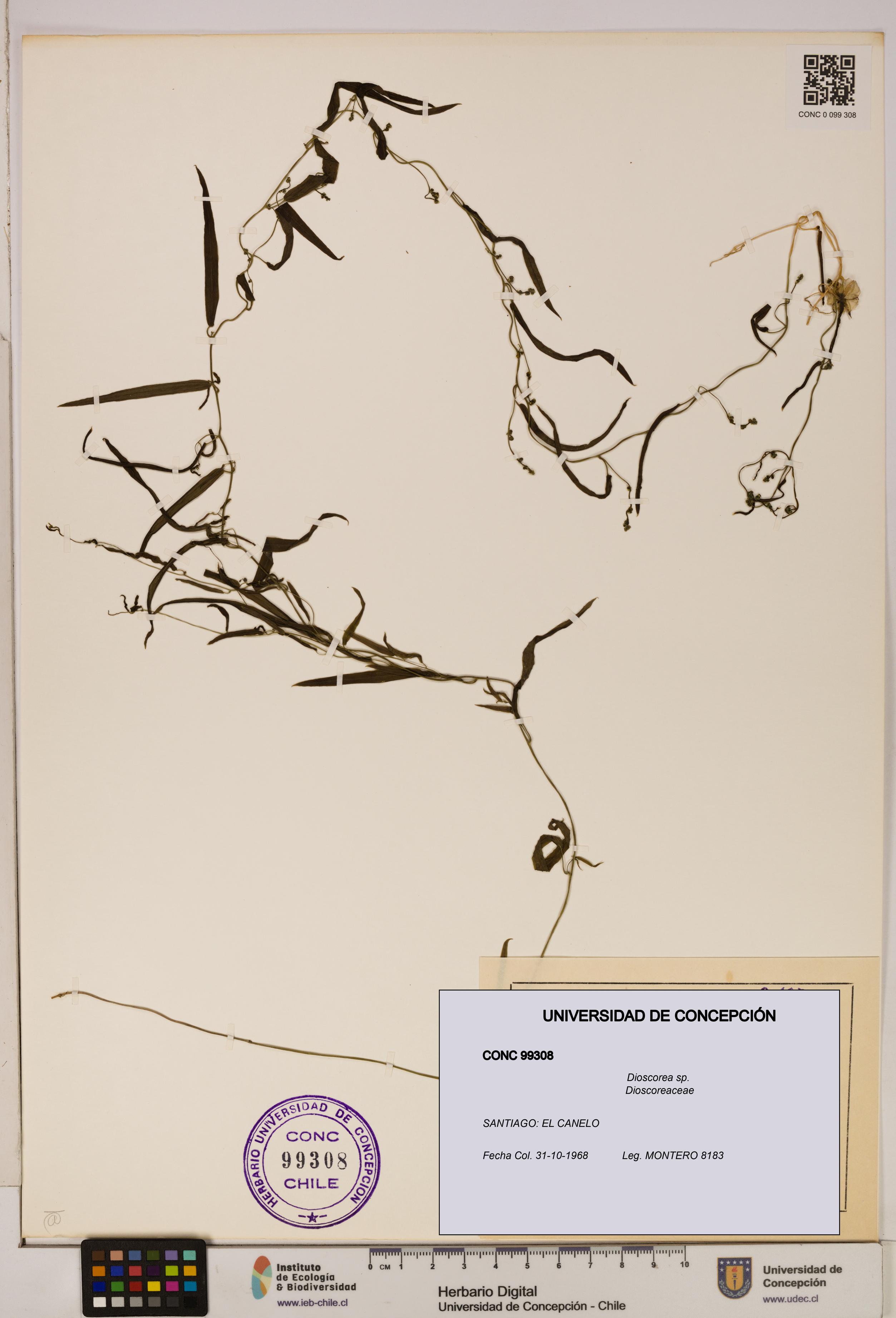 Dioscorea sp. [Espécimen: ]