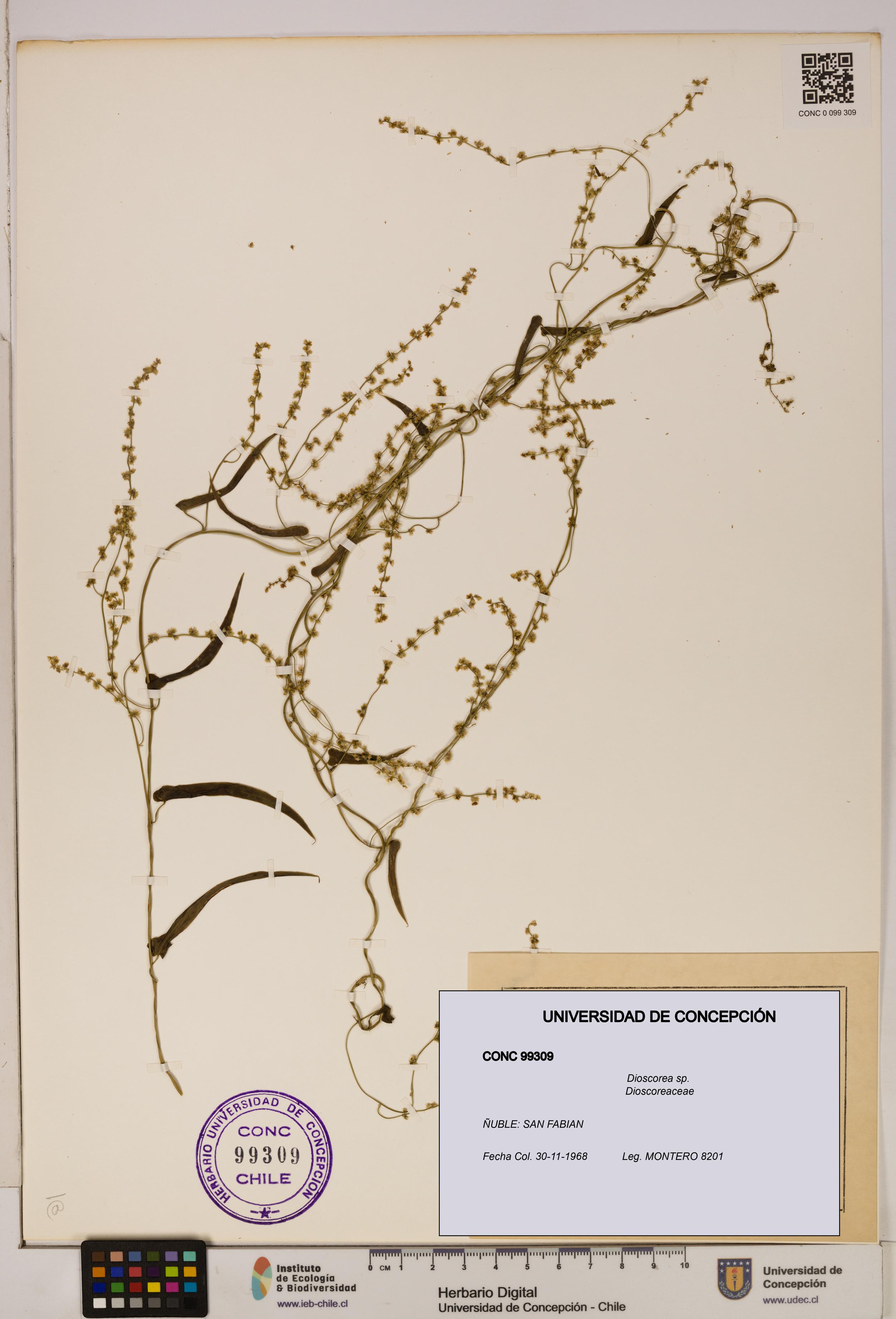 Dioscorea sp. [Espécimen: ]
