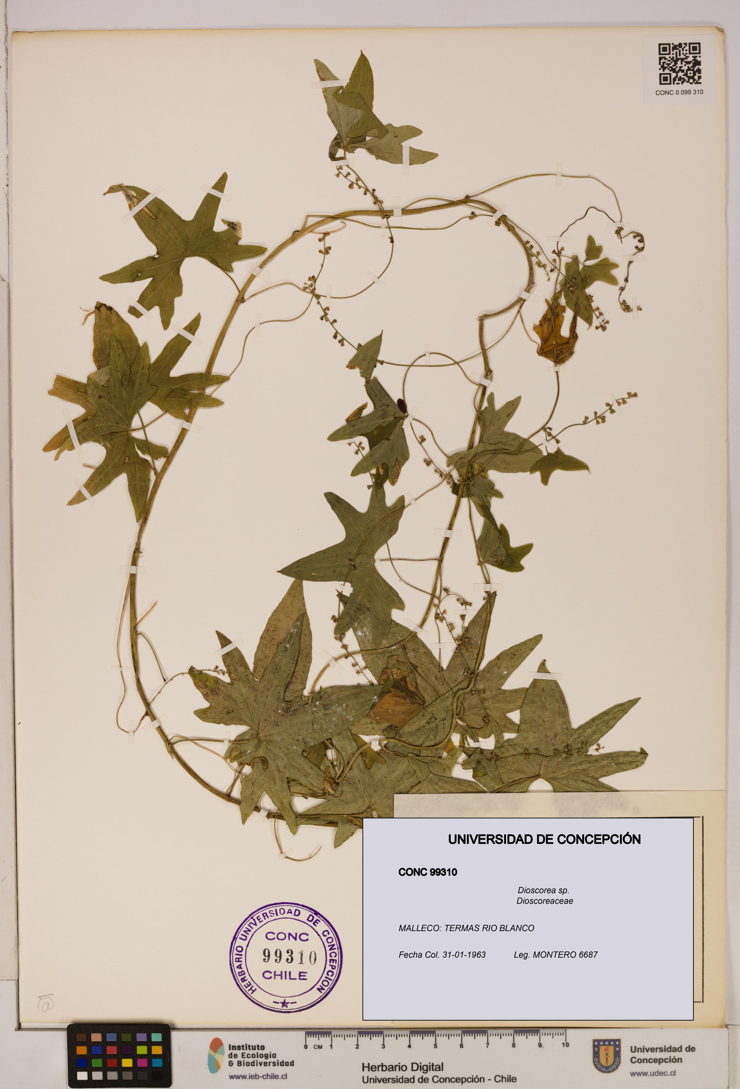 Dioscorea sp. [Espécimen: ]