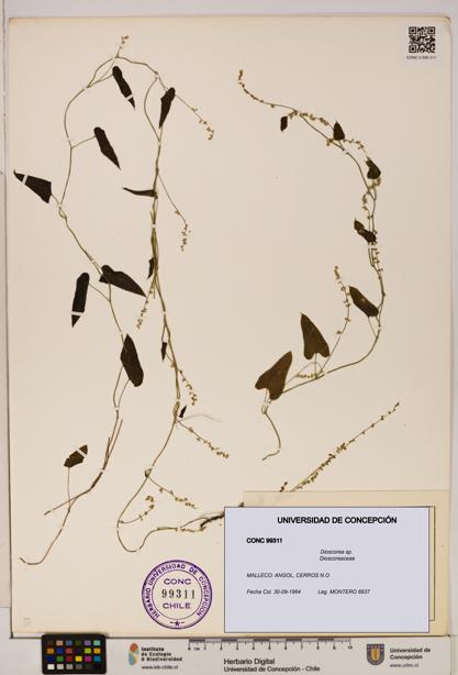 Dioscorea sp. [Espécimen: ]